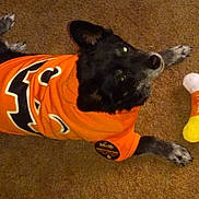 Phantom is registered to the contest to win money with this photo: dog, orange_shirt, pumpkin_design, plush_toy, bone_toy, treat, carpet, indoor, pet, animal, black_fur, white_fur, lying_down, cute, flash_reflection, relaxed, costume, halloween, toy, fun