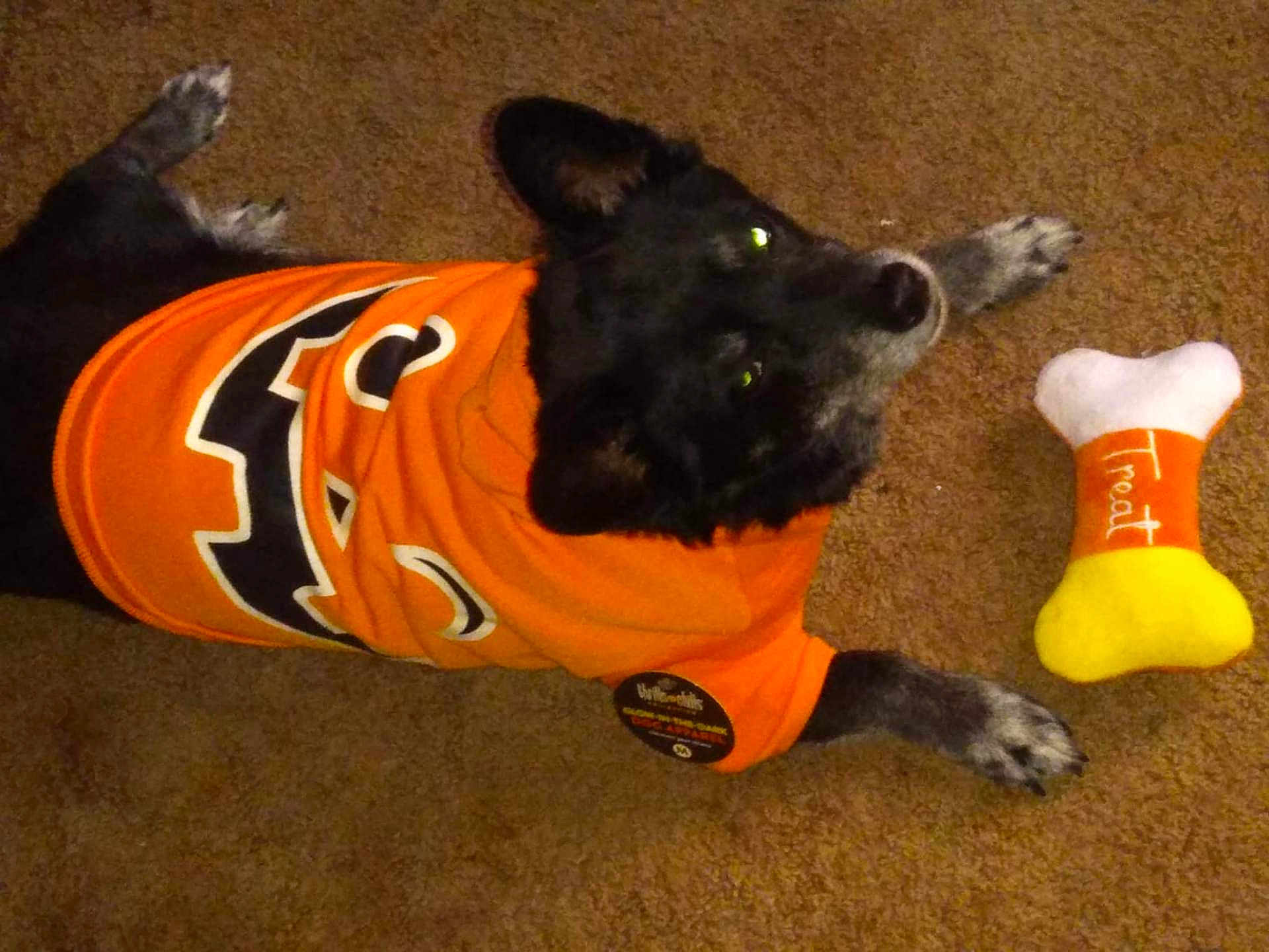 Phantom is registered to the contest to win money with this photo: dog, orange_shirt, pumpkin_design, plush_toy, bone_toy, treat, carpet, indoor, pet, animal, black_fur, white_fur, lying_down, cute, flash_reflection, relaxed, costume, halloween, toy, fun