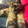 animal, cat, closeup, cozy, cute, domestic_cat, feline, fur, indoor, patterned_background, paw, pet, red_pillow, relaxing, resting, stretching, sunlight, tortoiseshell, whiskers, window_light