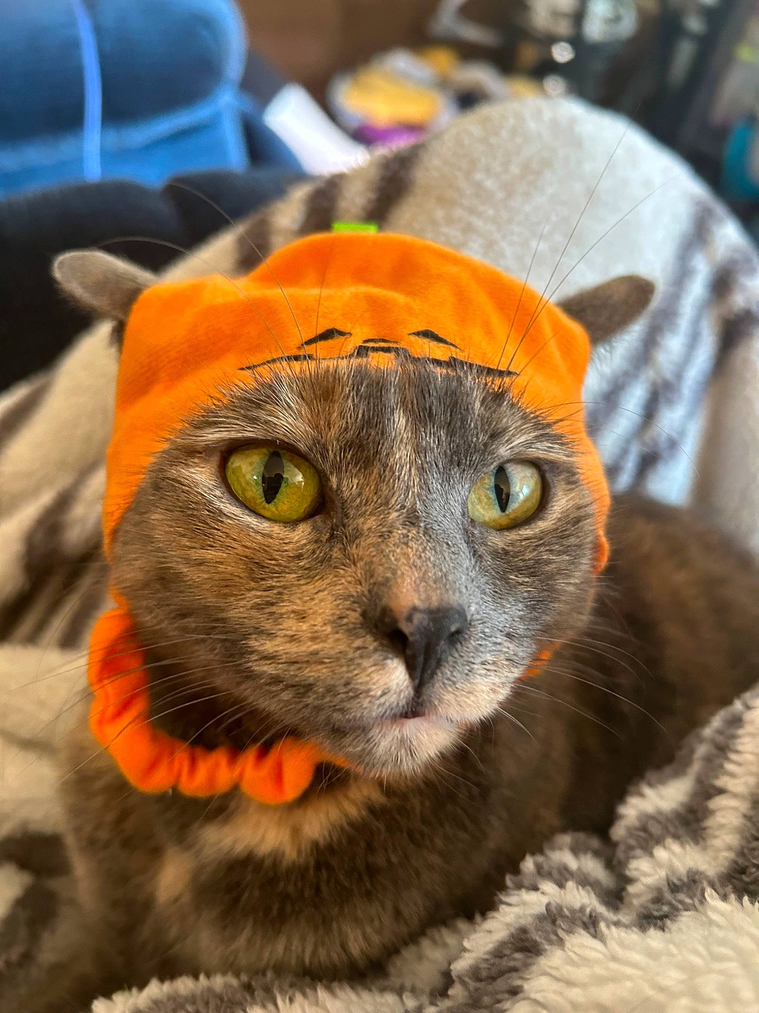 Ginger is registered to the contest to win money with this photo: carnivore, cat, comfort, domestic_short_haired_cat, fawn, felidae, fur, hat, head, landscape, orange, plant, small_to_medium_sized_cats, snout, terrestrial_animal, whiskers, wildlife