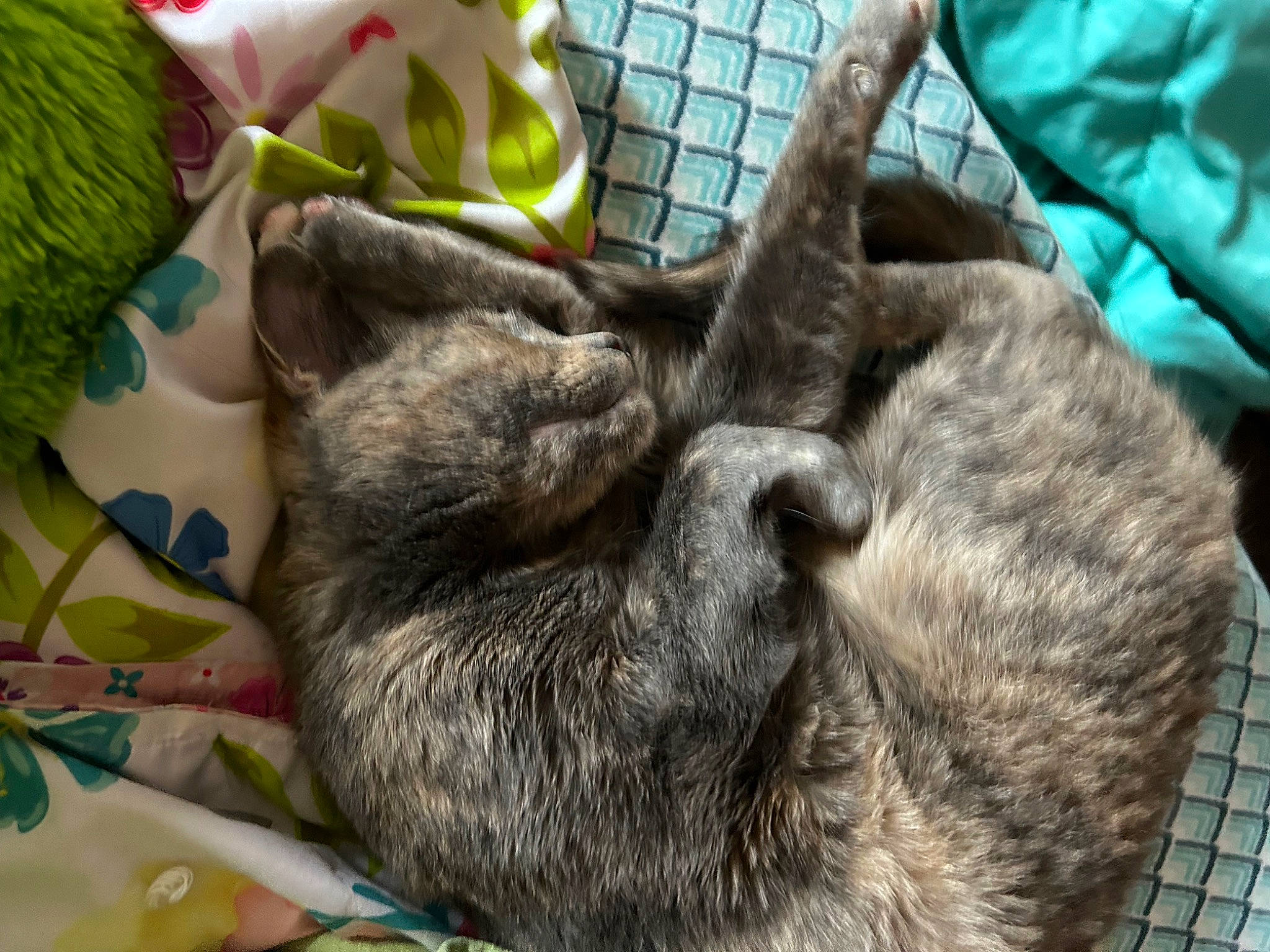 Ginger joined the competition — help win amazing prizes! black_cat, carnivore, cat, cat_supply, claw, comfort, domestic_short_haired_cat, felidae, fur, gesture, linens, nap, paw, sleep, small_to_medium_sized_cats, tail, terrestrial_animal, whiskers