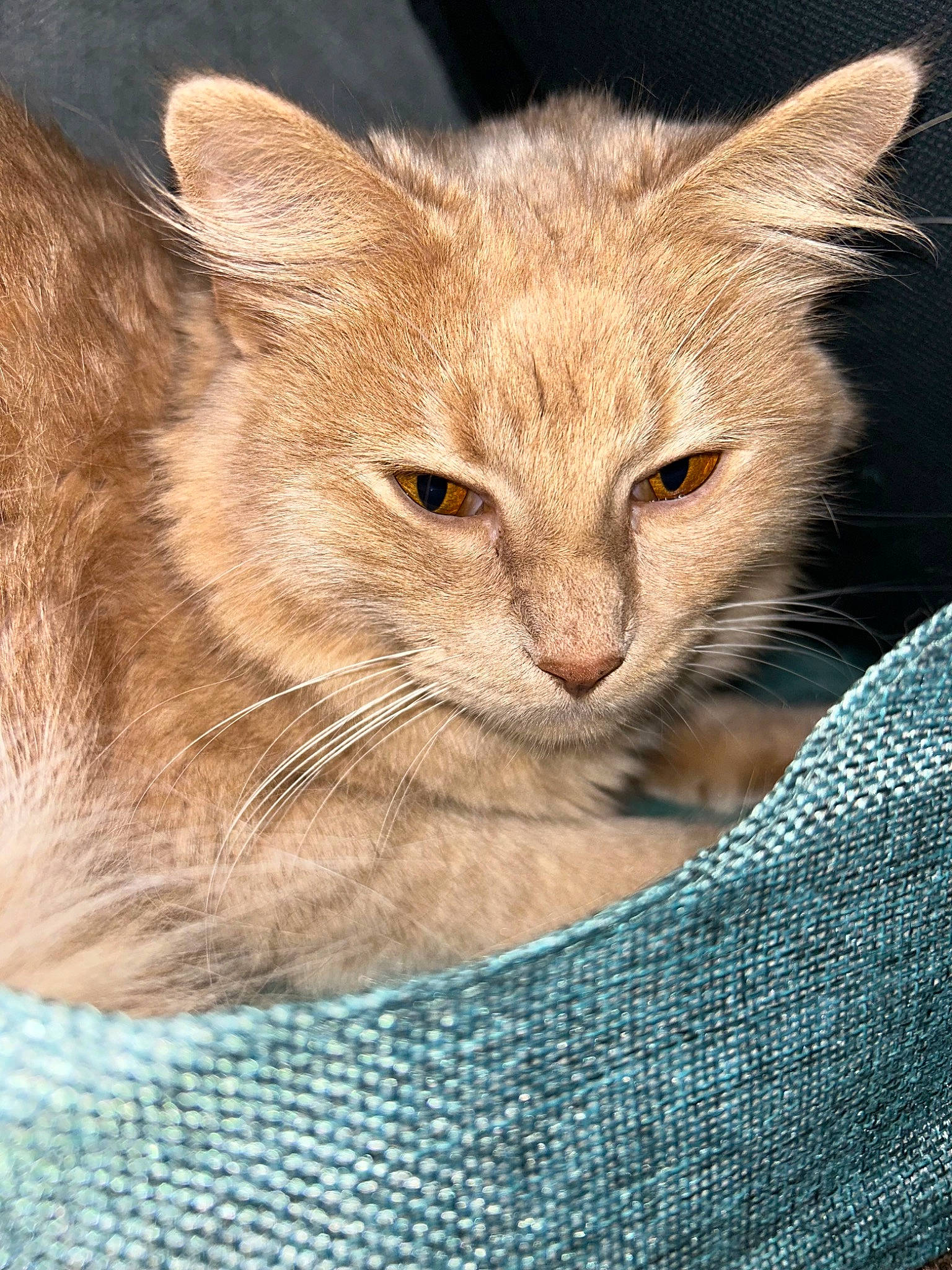 Fluffy joined the competition — help win amazing prizes! carnivore, cat, comfort, domestic_short_haired_cat, electric_blue, eye, fawn, felidae, fur, gesture, small_to_medium_sized_cats, snout, terrestrial_animal, whiskers, wildlife, wrinkle