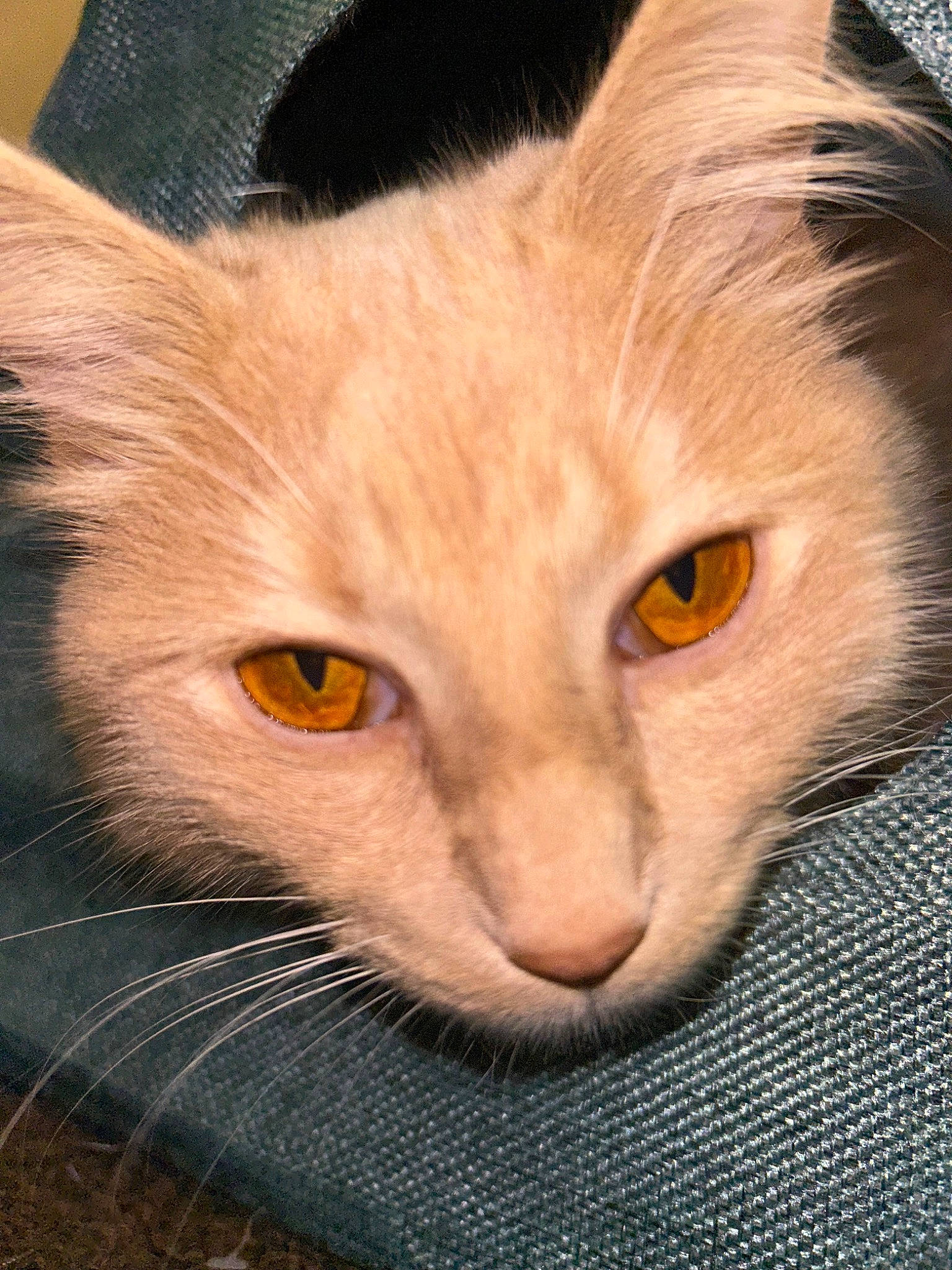 Fluffy joined the competition — help win amazing prizes! carnivore, cat, domestic_short_haired_cat, ear, fang, fawn, felidae, fur, head, paw, small_to_medium_sized_cats, snout, tail, terrestrial_animal, whiskers, wildlife