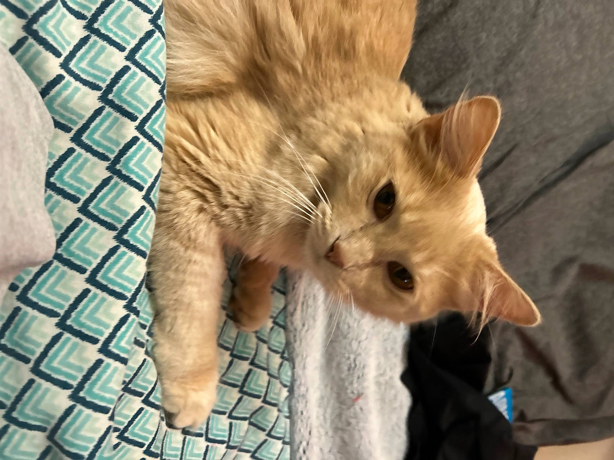 Fluffy joined the competition — help win amazing prizes! canidae, carnivore, cat, claw, domestic_short_haired_cat, fawn, felidae, fur, gesture, pattern, paw, small_to_medium_sized_cats, tail, whiskers