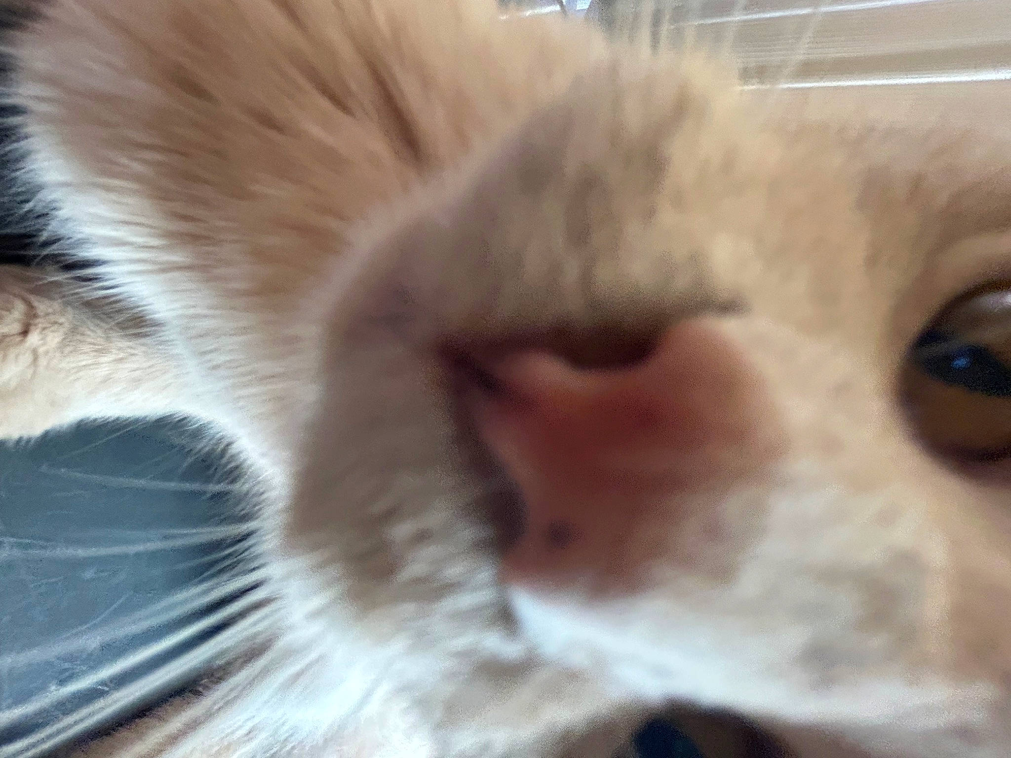 Fluffy is registered to the contest to win money with this photo: carnivore, cat, claw, domestic_short_haired_cat, ear, fawn, felidae, fur, iris, nose, paw, small_to_medium_sized_cats, snout, tail, terrestrial_animal, whiskers