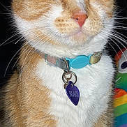 Blaze joined the competition — help win amazing prizes! cat, close_up, collar, tag, orange_fur, white_fur, pet, indoor, animal, whiskers, nose, feline, eyes, plush_toy, colorful, soft_toy, cute, domestic_animal, portrait, relaxed