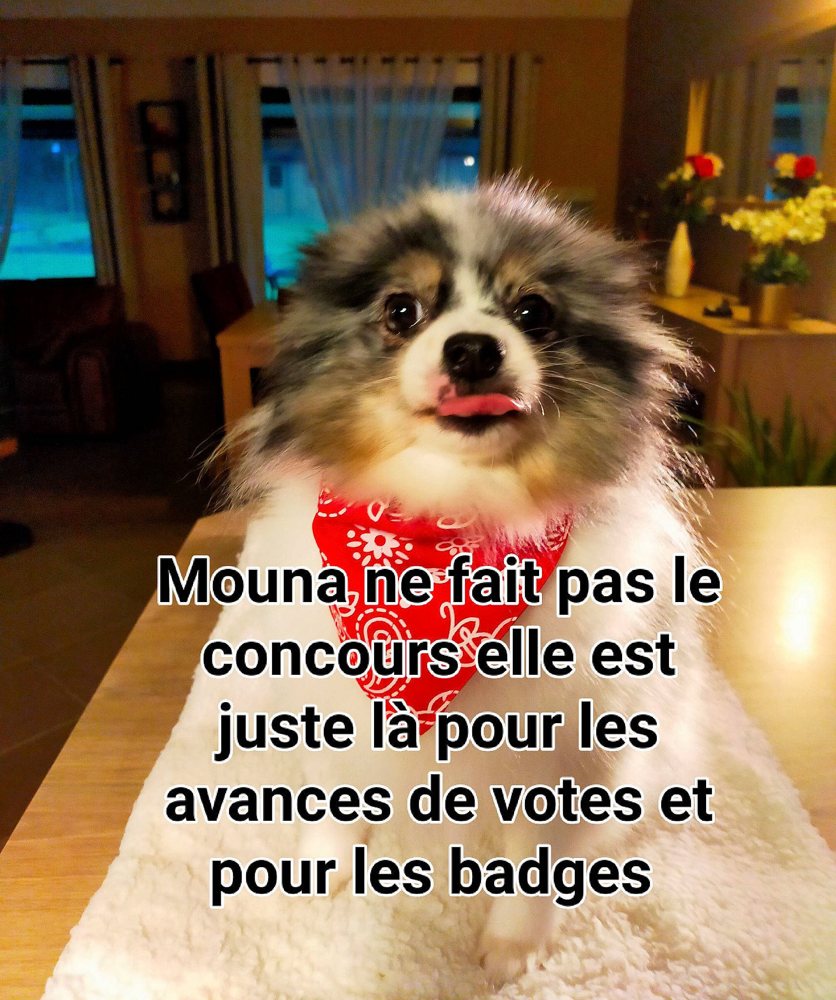Mouna a rejoint le concours — aidez-le/la à gagner de superbes lots ! canidae, carnivore, companion_dog, dog, dog_breed, dog_supply, fawn, flooring, font, fur, hardwood, liver, papillon, pet_supply, photo_caption, plant, snout, sporting_group, television, toy_dog