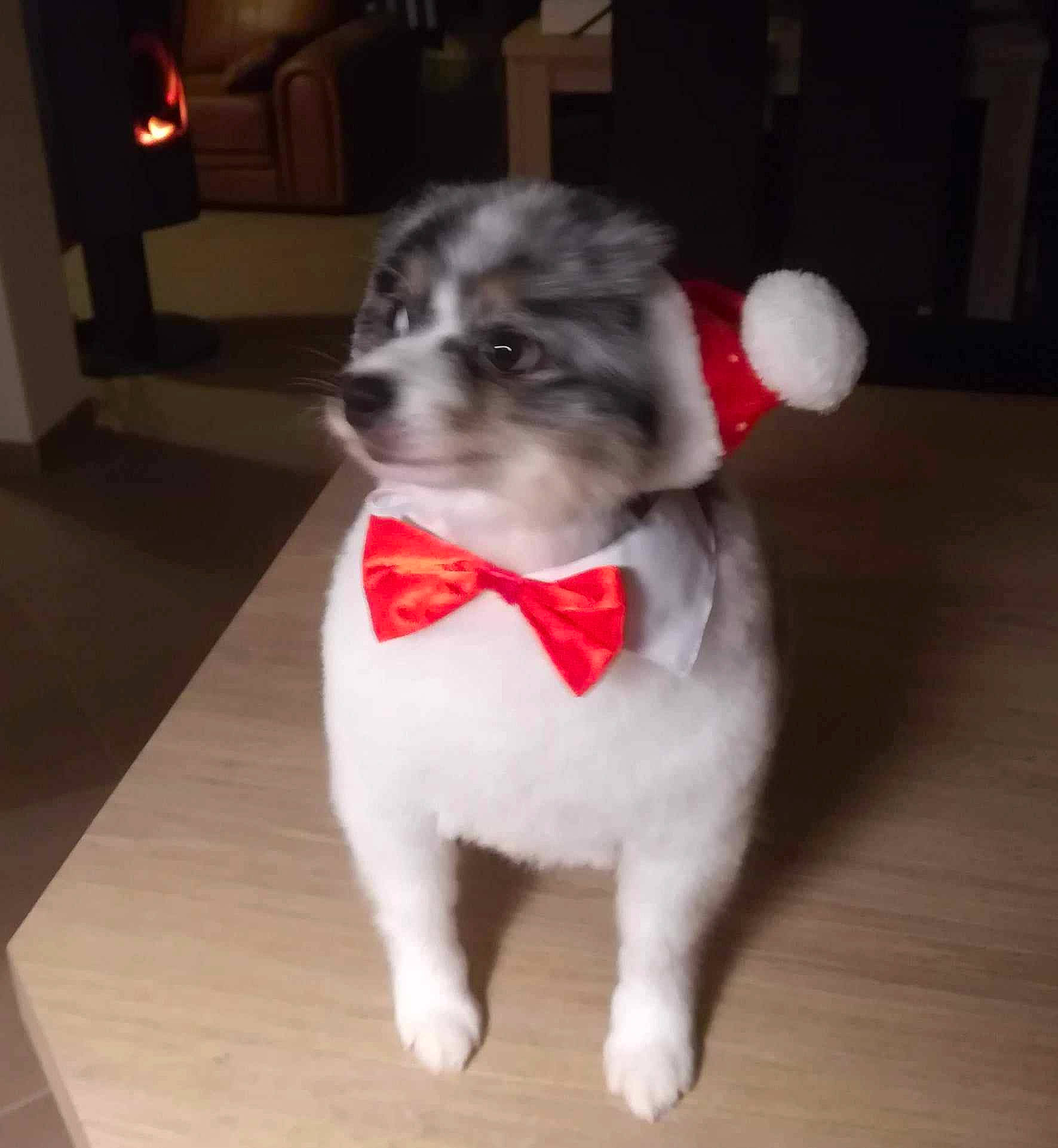 Mouna participe au concours pour gagner de l'argent avec cette photo : canidae, carnivore, collar, companion_dog, dog, dog_breed, dog_clothes, dog_collar, dog_supply, fawn, flooring, fur, hardwood, pet_supply, snout, sporting_group, tail, toy_dog, whiskers, working_animal