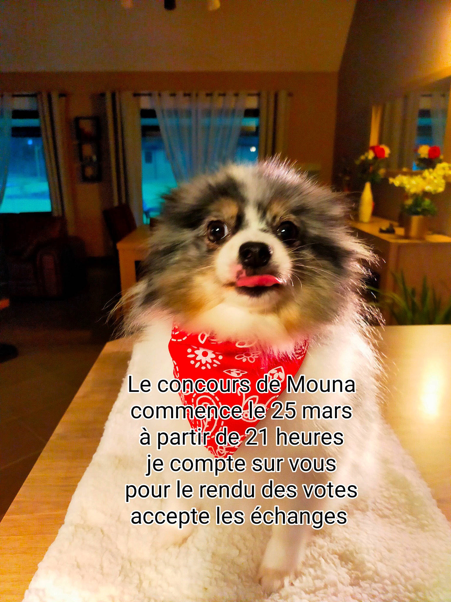 Mouna participe au concours pour gagner de l'argent avec cette photo : canidae, carnivore, companion_dog, dog, dog_breed, dog_supply, fawn, flooring, fur, hardwood, houseplant, liver, pet_supply, photo_caption, plant, snout, sporting_group, television, toy_dog, working_animal