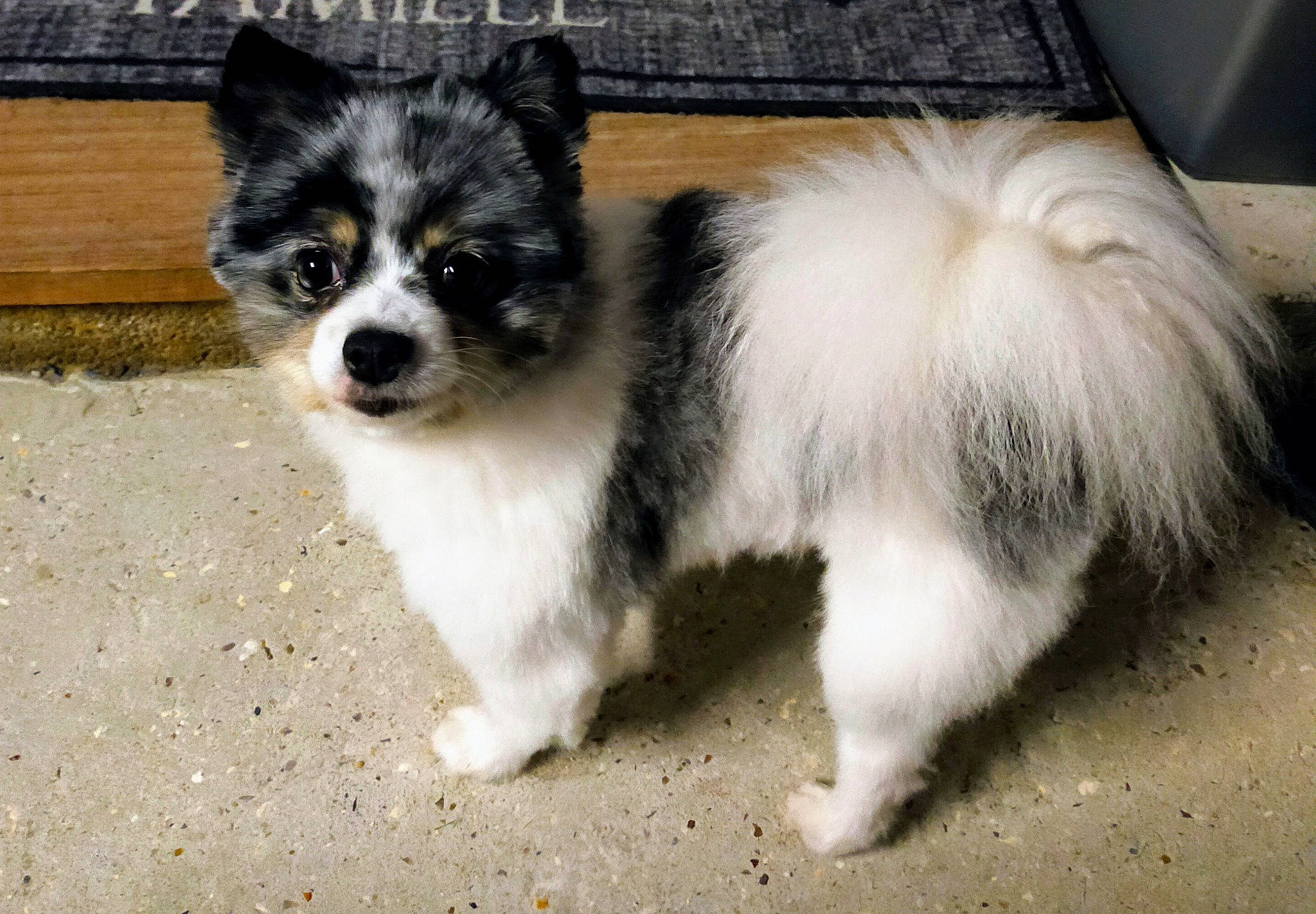 Mouna a rejoint le concours — aidez-le/la à gagner de superbes lots ! ancient_dog_breeds, canidae, carnivore, companion_dog, dog, dog_breed, fur, non_sporting_group, snout, sporting_group, tail, terrestrial_animal, toy_dog, whiskers, working_animal, working_dog