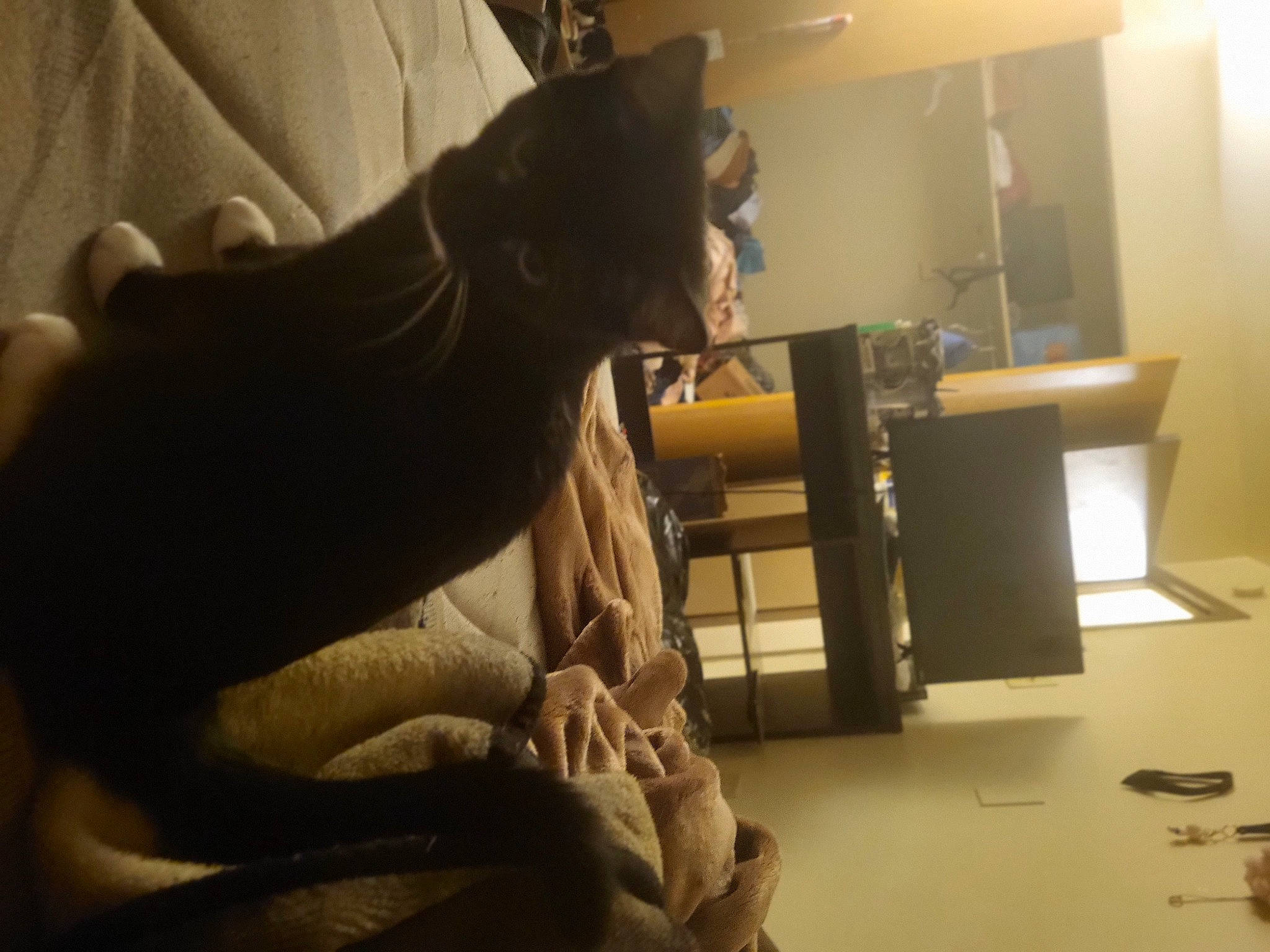 Twilight is registered to the contest to win money with this photo: art, bed, carnivore, cat, comfort, companion_dog, elbow, felidae, flooring, fur, human_body, human_leg, jaw, knee, linens, sitting, small_to_medium_sized_cats, tail, whiskers, wood