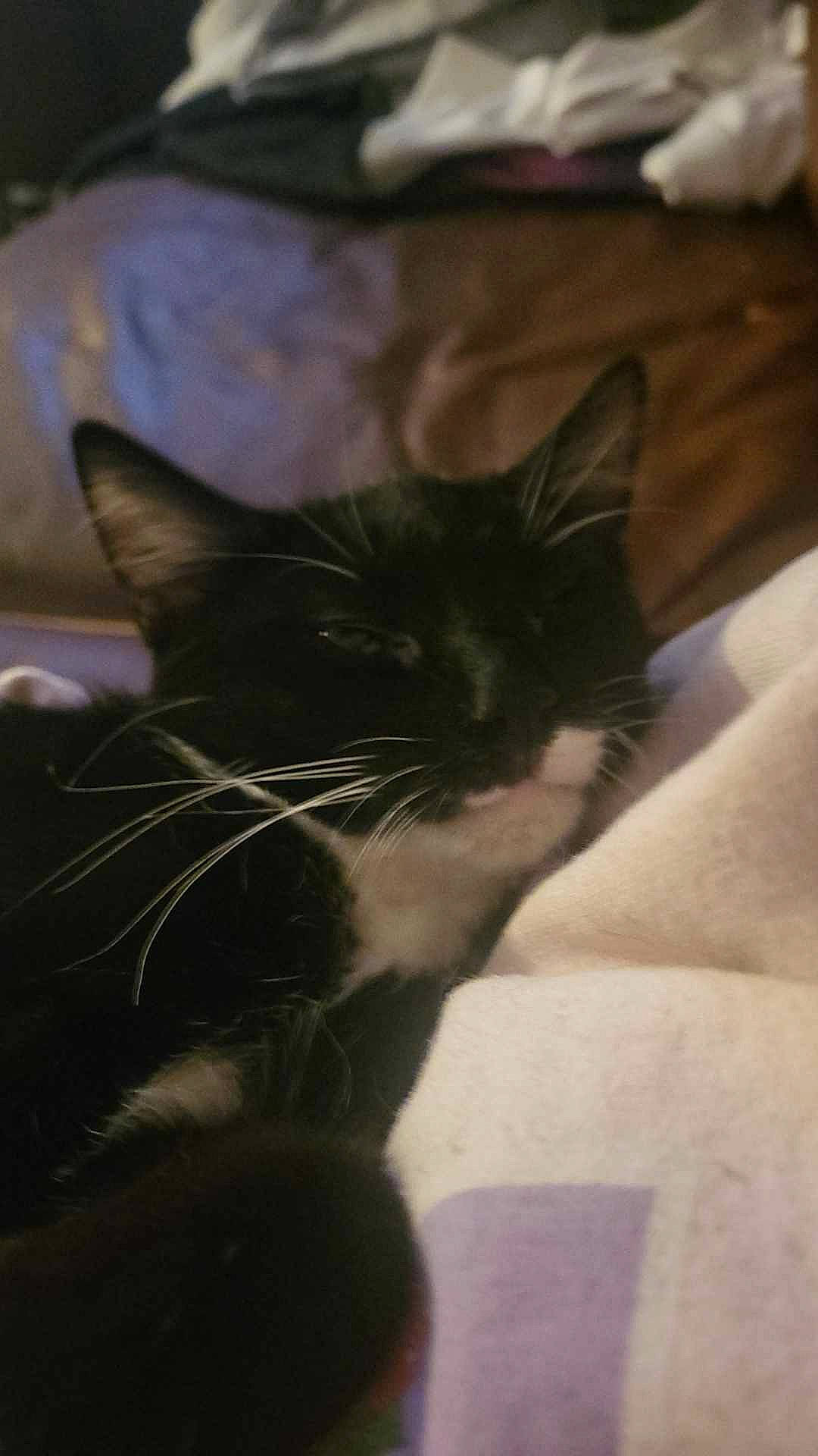 Twilight is registered to the contest to win money with this photo: carnivore, cat, comfort, darkness, domestic_short_haired_cat, ear, felidae, fur, small_to_medium_sized_cats, snout, tail, tints_and_shades, whiskers