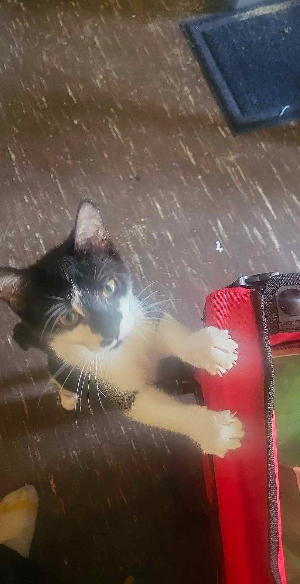 Haru joined the competition — help win amazing prizes! automotive_exterior, automotive_lighting, bumper, carmine, carnivore, cat, domestic_short_haired_cat, felidae, flooring, fur, paw, small_to_medium_sized_cats, snout, tail, tints_and_shades, vehicle_door, whiskers, window, windshield, wood