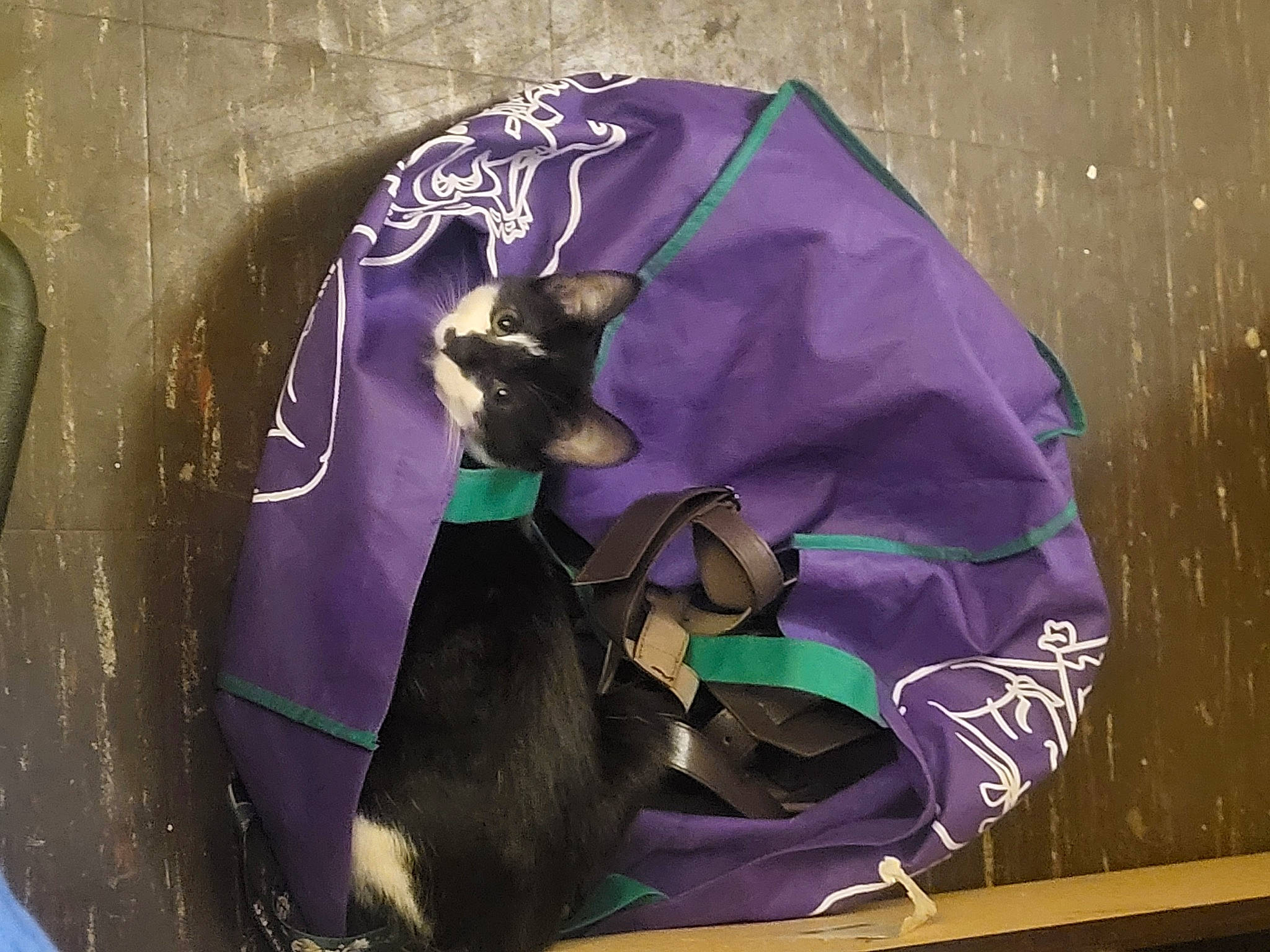 Haru joined the competition — help win amazing prizes! animation, art, bat, costume_design, electric_blue, fashion_accessory, fictional_character, graphic_design, graphics, hat, illustration, magenta, mythical_creature, organism, paint, painting, purple, sleeve, violet, visual_arts