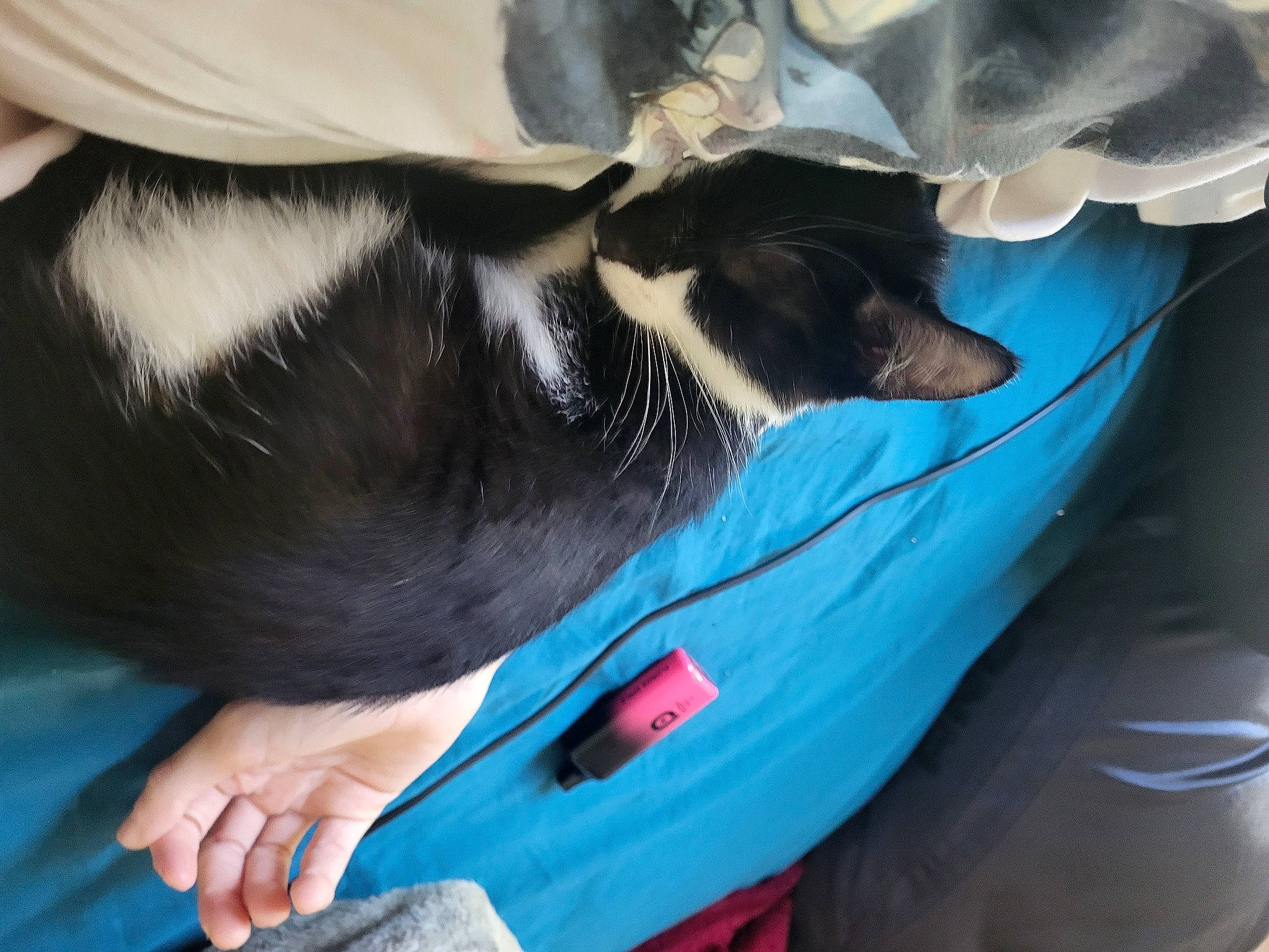 Haru joined the competition — help win amazing prizes! carnivore, comfort, companion_dog, dog, dog_breed, electric_blue, felidae, fin, finger, foot, fur, gesture, hood, human_leg, nail, tail, thigh, vehicle_door, whiskers, wrist