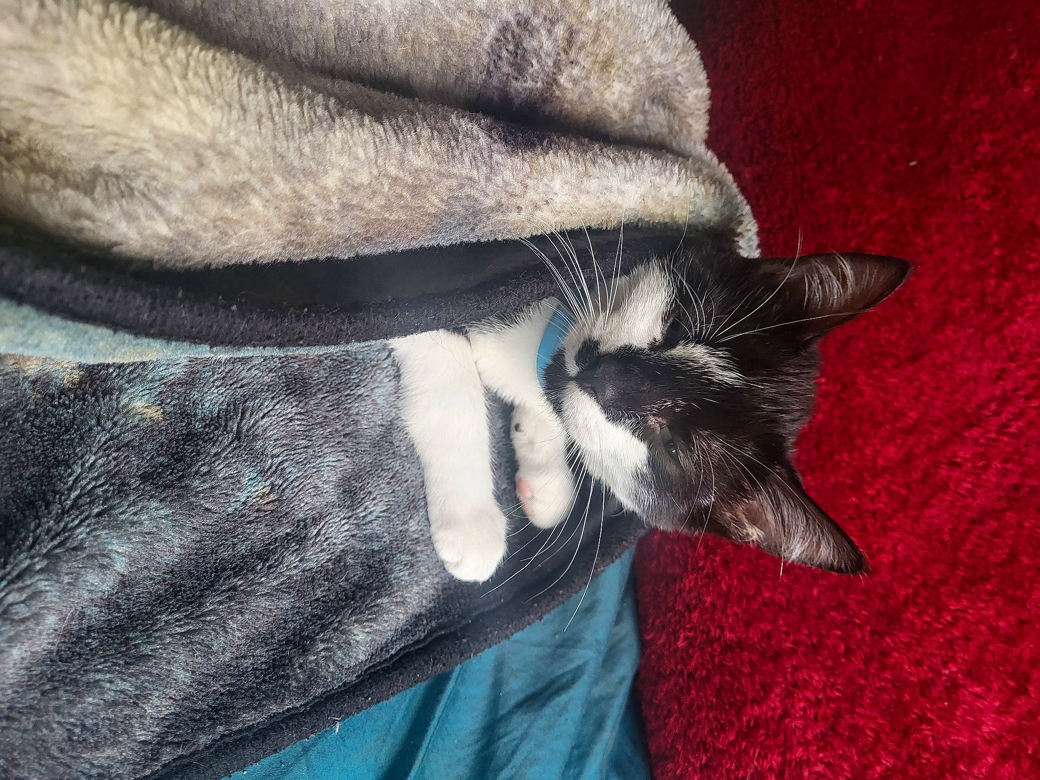 Haru is registered to the contest to win money with this photo: carnivore, cat, comfort, companion_dog, dog_breed, domestic_short_haired_cat, electric_blue, fawn, felidae, fur, gesture, grey, human_leg, paw, small_to_medium_sized_cats, snout, tail, textile, vertebrate, whiskers