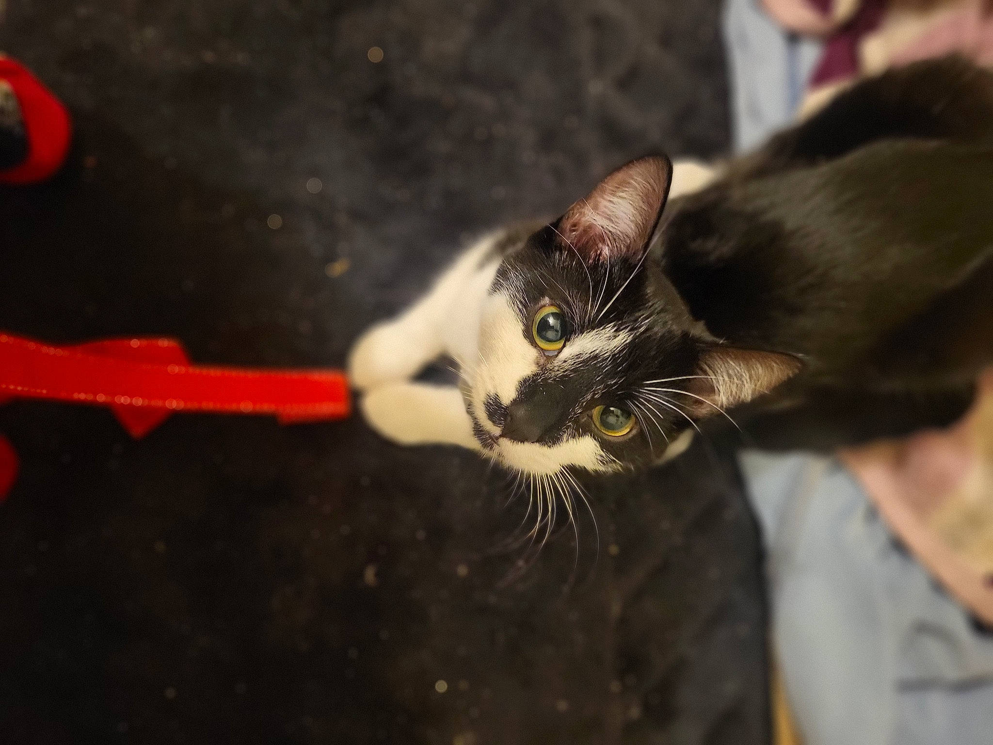 Haru joined the competition — help win amazing prizes! asphalt, auto_part, cable, carnivore, cat, domestic_short_haired_cat, felidae, fur, paw, small_to_medium_sized_cats, tail, whiskers, window, wire