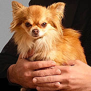 Ozz participe au concours pour gagner de l'argent avec cette photo : dog, chihuahua, small_dog, fluffy, pet, animal, hands, human_hands, holding, fur, brown_fur, alert, portrait, indoor, cute, domestic_animal, companionship, friendly, cute_pet, close_up