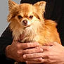 dog, chihuahua, small_dog, fluffy, pet, animal, hands, human_hands, holding, fur, brown_fur, alert, portrait, indoor, cute, domestic_animal, companionship, friendly, cute_pet, close_up