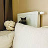 Safia participe au concours pour gagner de l'argent avec cette photo : cat, gray_cat, sofa, cushion, radiator, decorative_pillow, knotted_pillow, indoor, cozy, furniture, pet, curtains, home, warm_colors, wall, relaxed, hidden, peeking, quiet, domestic