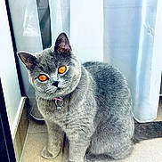 Safia a rejoint le concours — aidez-le/la à gagner de superbes lots ! cat, gray_cat, orange_eyes, pet, indoor, curtains, window, floor, tiling, collar, bell, feline, animal, cute, sitting, looking, fur, whiskers, domestic, curious