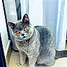 cat, gray_cat, orange_eyes, pet, indoor, curtains, window, floor, tiling, collar, bell, feline, animal, cute, sitting, looking, fur, whiskers, domestic, curious