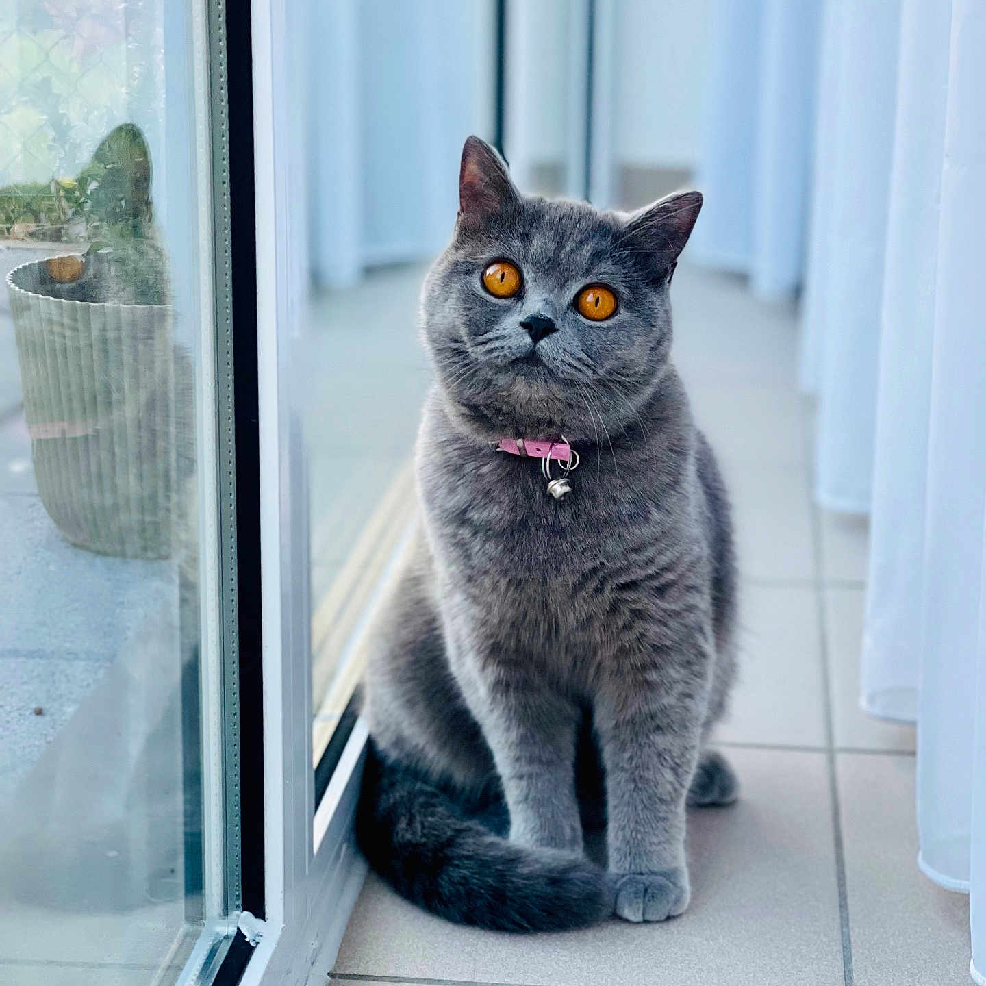 Safia participe au concours pour gagner de l'argent avec cette photo : cat, gray_cat, orange_eyes, pink_collar, reflection, glass_door, curtains, tiled_floor, indoor, pet, feline, sitting, cute, domestic_animal, animal, portrait, whiskers, fur, window, cozy