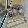 cat, gray_cat, amber_eyes, reflection, glass_door, sunlight, shadows, tile_floor, indoor, pet, collar, bell, curtain, relaxed, feline, animal, closeup, portrait, cozy, home