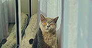 Safia a rejoint le concours — aidez-le/la à gagner de superbes lots ! cat, grey_cat, orange_eyes, window, curtains, sunlight, reflection, blanket, floor, indoor, pet, feline, sitting, calm, cozy, home, shadow, soft_light, portrait, quiet