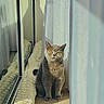 cat, grey_cat, orange_eyes, window, curtains, sunlight, reflection, blanket, floor, indoor, pet, feline, sitting, calm, cozy, home, shadow, soft_light, portrait, quiet