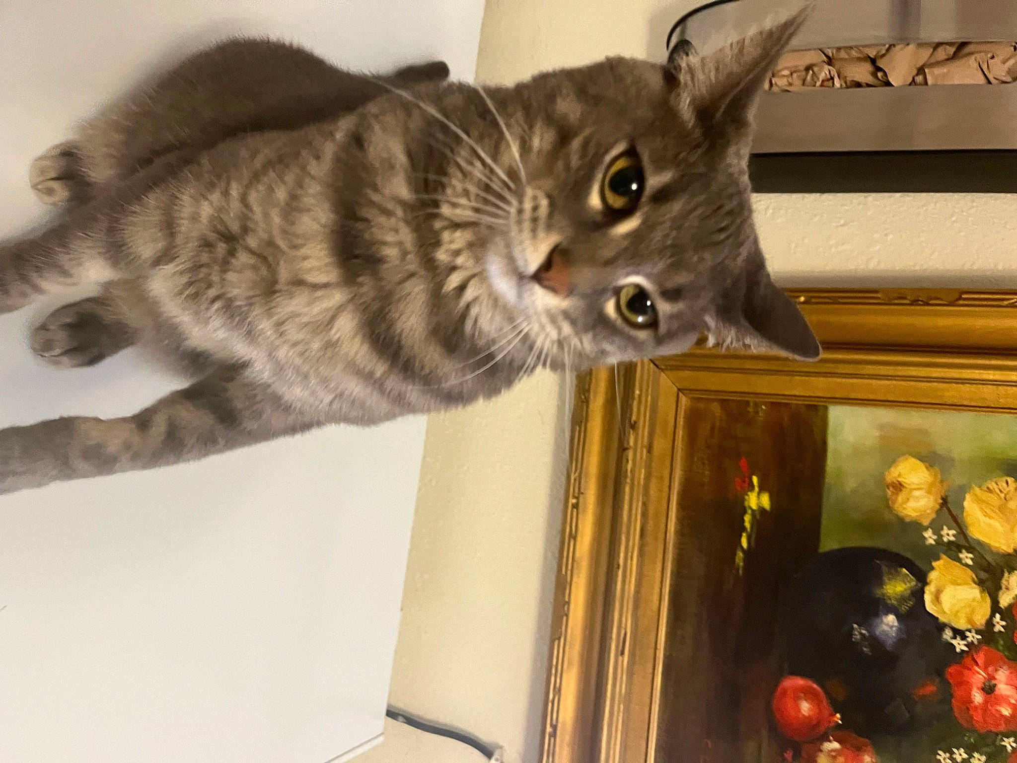 Alley joined the competition — help win amazing prizes! carnivore, cat, domestic_short_haired_cat, door, event, felidae, fur, home_accessories, paw, picture_frame, room, shelf, small_to_medium_sized_cats, snout, tail, whiskers, wood