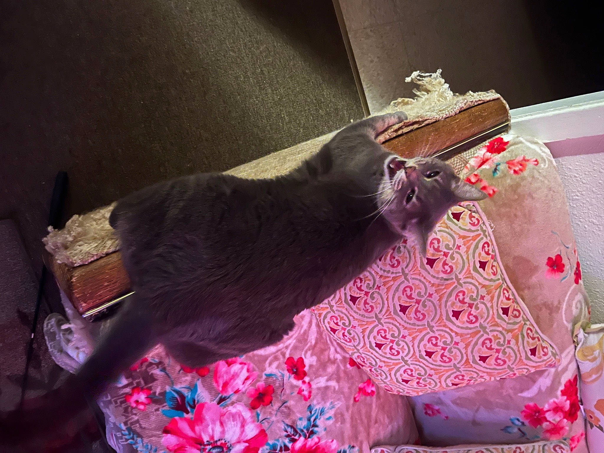 Alley is registered to the contest to win money with this photo: black_cat, canidae, carmine, carnivore, cat, comfort, domestic_short_haired_cat, felidae, fur, linens, magenta, pink, plant, purple, room, small_to_medium_sized_cats, sporting_group, tail, tints_and_shades, whiskers