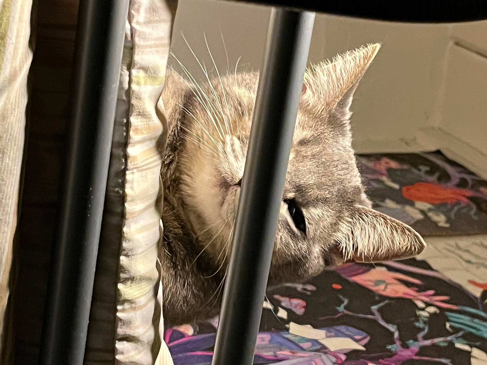 Alley joined the competition — help win amazing prizes! art, fashion_accessory, feather, felidae, flooring, fur, linens, mesh, metal, pattern, plant, small_to_medium_sized_cats, tail, thread, visual_arts, weaving, whiskers, window, wood, wool