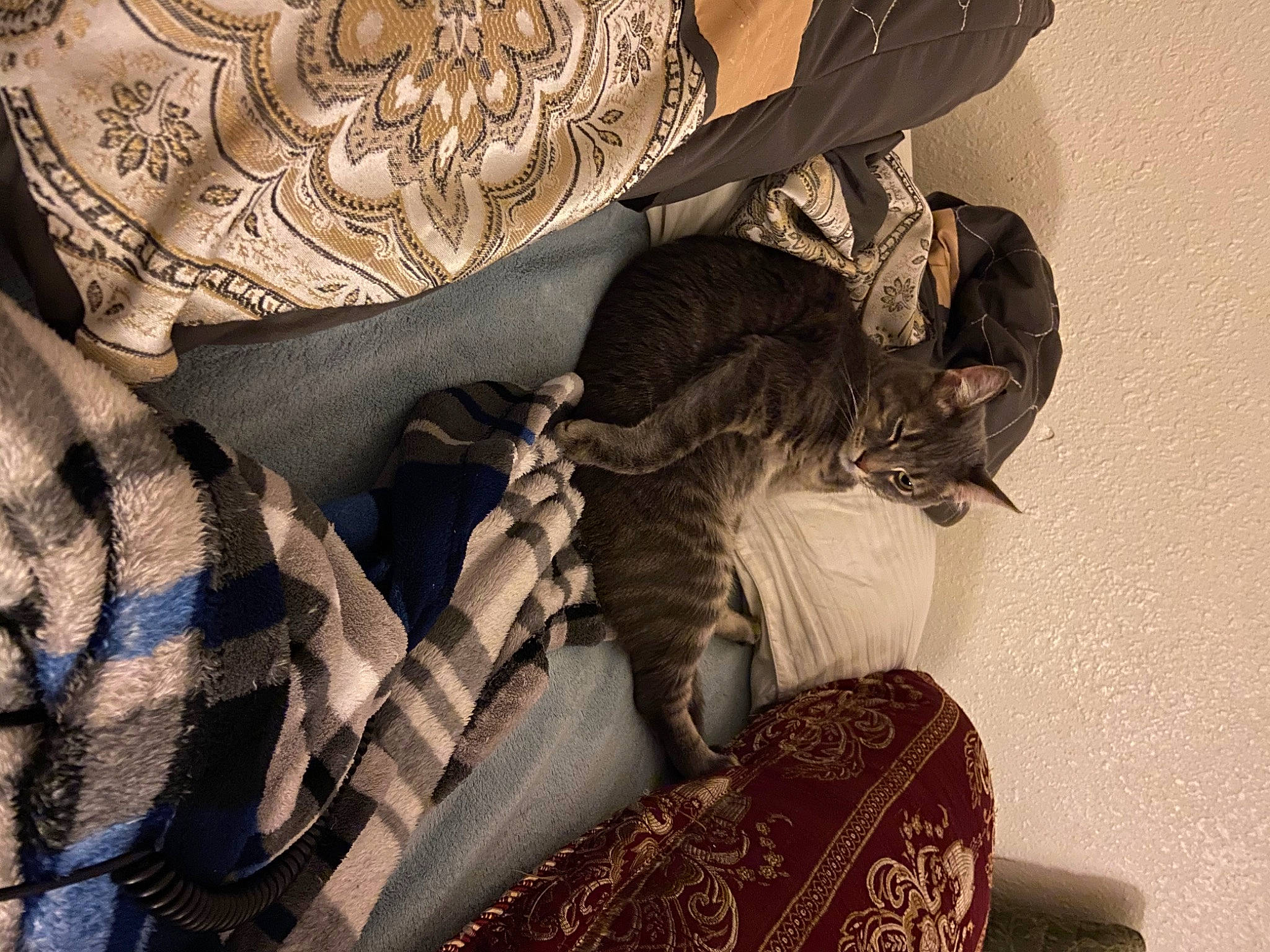 Alley joined the competition — help win amazing prizes! bag, bed_sheet, bedding, boot, comfort, fashion_accessory, fashion_design, felidae, fur, grey, hat, human_leg, linens, monochrome_photography, pattern, room, sleeve, thigh, tints_and_shades, visual_arts