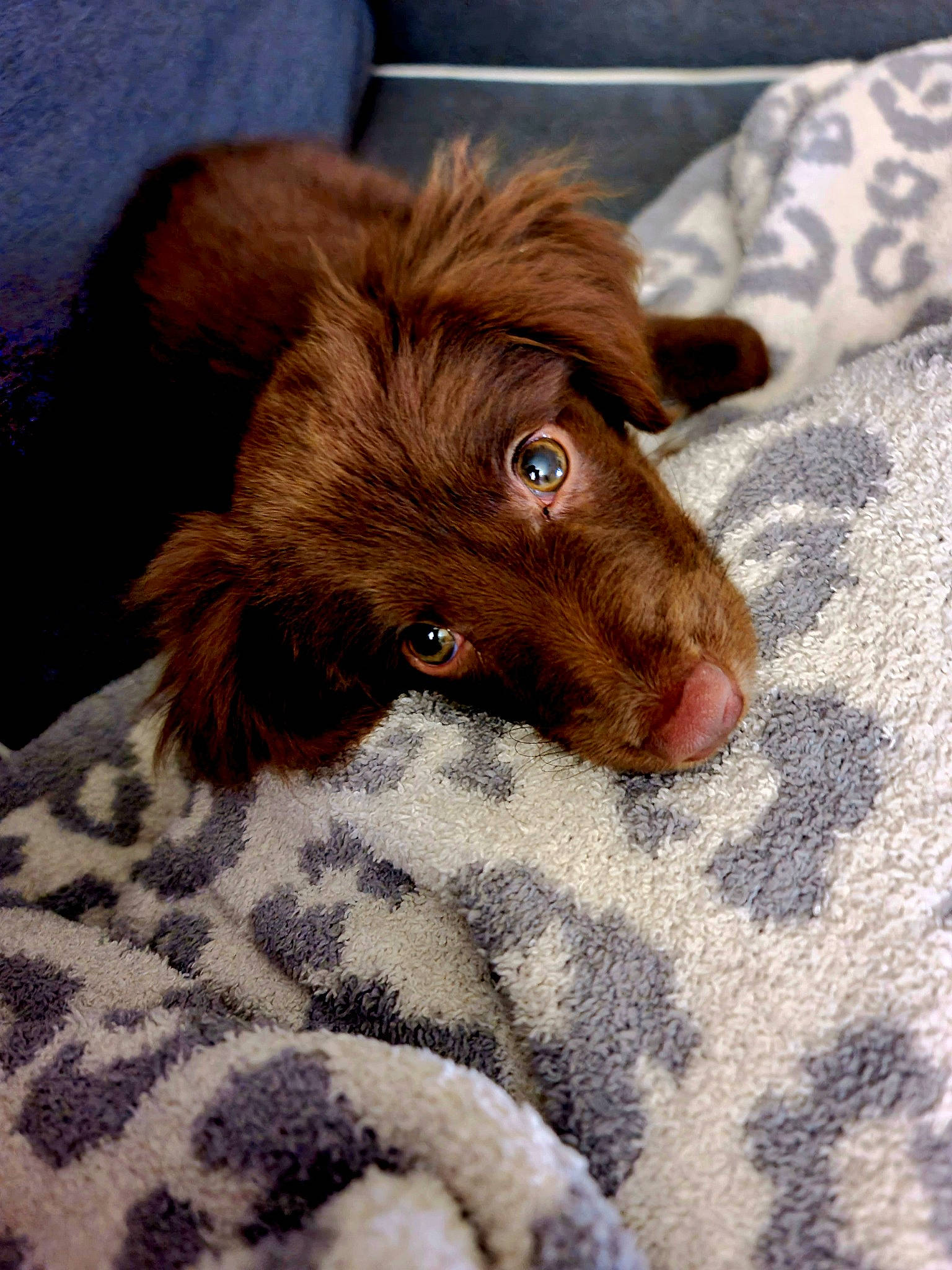 Duck joined the competition — help win amazing prizes! canidae, carnivore, comfort, companion_dog, dog, dog_breed, ear, fawn, fur, liver, snout, sporting_group, terrestrial_animal, whiskers, working_animal