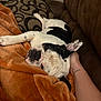 dog, sleeping, blanket, brown_couch, hand, comfort, cozy, resting, black_and_white, pet, indoor, relaxed, furniture, paw, ear, soft_texture, patterned_pillow, close_up, domestic, calm