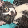 Meowy is registered to the contest to win money with this photo: animal, black_and_white, cat, close_up, cute, ears, face, feline, fur, green_eyes, indoors, long_whiskers, lying_down, pet, photography, pink_nose, portrait, turquoise_background, upside_down, whiskers