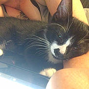 Meowy is registered to the contest to win money with this photo: animal, black_and_white, blue_eyes, cat, close_up, cozy, cuddling, fur, furry, human_arms, indoor, lying_down, paw, pet, photography, portrait, relaxed, sunlight, tuxedo_cat, whiskers
