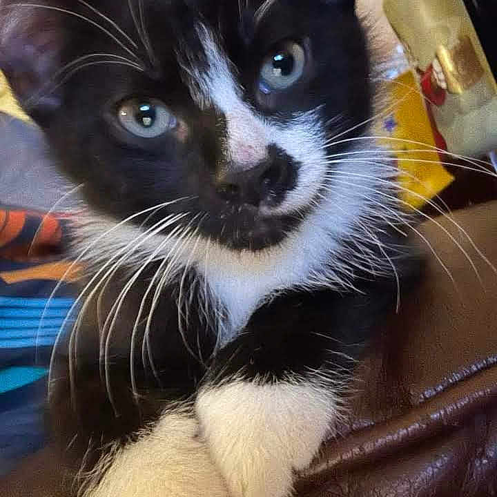 Meowy