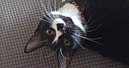 Meowy is registered to the contest to win money with this photo: animal, black_and_white, camera_gaze, cat, close_up, collar, couch, feline, green_eyes, home, indoors, lounging, pet, playful, portrait, relaxed, textured_fabric, upside_down, whiskers, white_paws