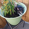Meowy is registered to the contest to win money with this photo: animal, black_and_white, cat, chair, eyes, face, flowerpot, funny, garden, leaves, outdoor, patio, pet, portrait, potted_plant, sitting, soil, tuxedo_cat, whiskers, wooden_fence