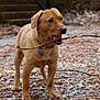 Rufus joined the competition — help win amazing prizes! accessories, animal, beagle, bodypart, bulldog, canine, dog, goldenretriever, gravel, hound, labradorretriever, leash, mouth, person, pet, pitbull, pointer, puppy, road, strap