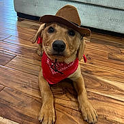 Rufus joined the competition — help win amazing prizes! accessories, animal, canine, clothing, couch, dog, face, furniture, hardwood, hat, head, hound, indoors, interiordesign, person, pet, photography, puppy, strap, wood