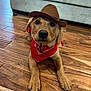 accessories, animal, canine, clothing, couch, dog, face, furniture, hardwood, hat, head, hound, indoors, interiordesign, person, pet, photography, puppy, strap, wood