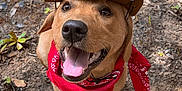 Rufus joined the competition — help win amazing prizes! accessories, animal, canine, clothing, dog, face, formalwear, grass, hat, head, hound, person, pet, photography, plant, portrait, puppy, soil, tree, vegetation