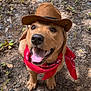 accessories, animal, canine, clothing, dog, face, formalwear, grass, hat, head, hound, person, pet, photography, plant, portrait, puppy, soil, tree, vegetation