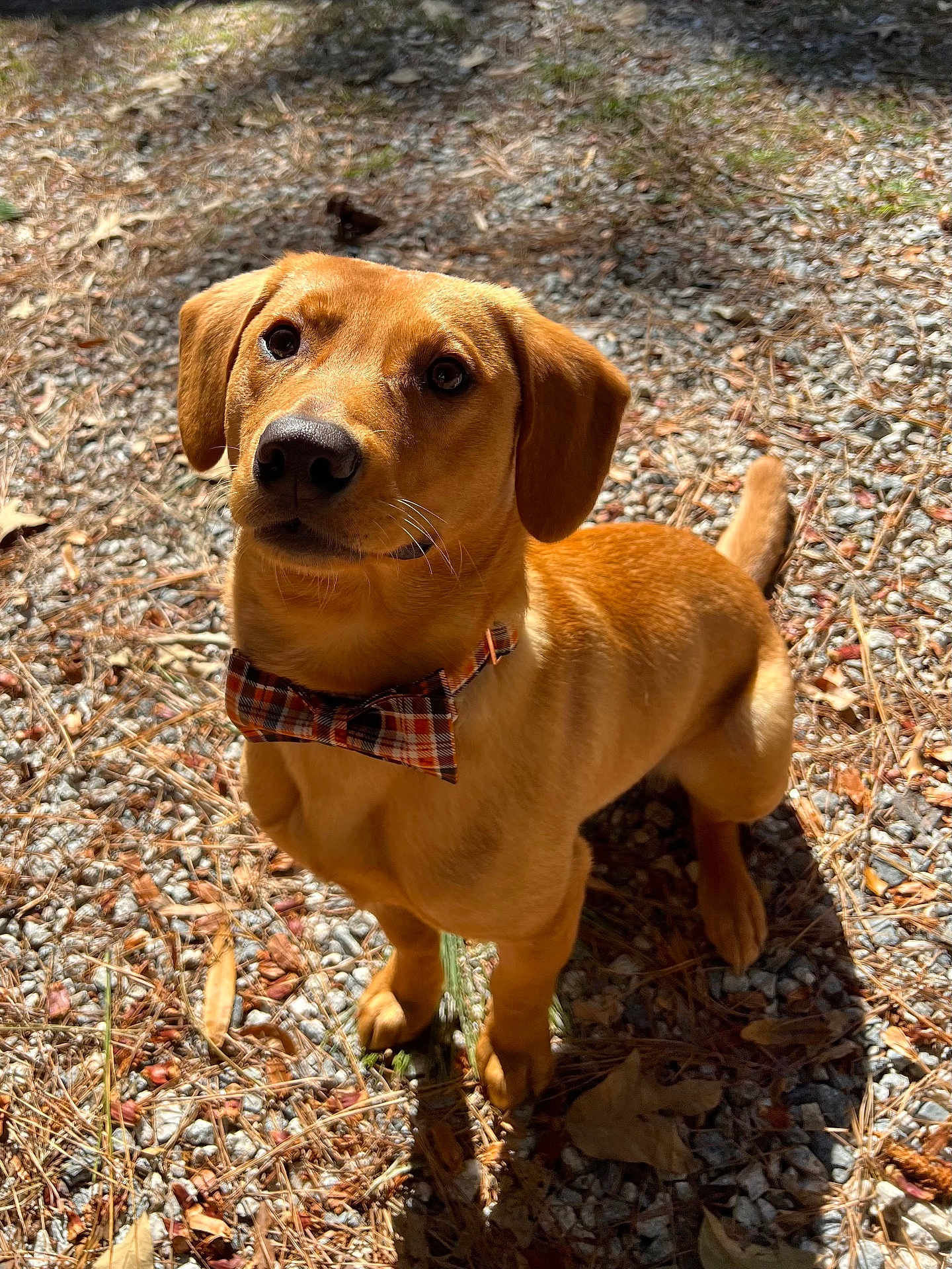 Rufus is registered to the contest to win money with this photo: accessories, animal, beagle, canine, collar, dog, goldenretriever, grass, gravel, hound, labradorretriever, path, pebble, pet, plant, puppy, road, rock, soil, strap