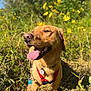 Rufus is registered to the contest to win money with this photo: accessories, animal, bodypart, canine, dog, field, grass, grassland, herbal, herbs, hound, labradorretriever, mouth, nature, outdoors, pet, plant, puppy, strap, vegetation