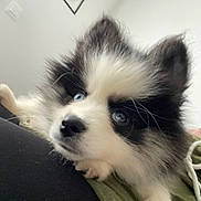 Aska a rejoint le concours — aidez-le/la à gagner de superbes lots ! animal, black_and_white, blue_eyes, close_up, couch, cute, dog, ears, face, fluffy, fur, home, indoor, nose, pet, portrait, puppy, resting, whiskers, young_dog
