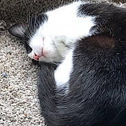 Angels joined the competition — help win amazing prizes! carnivore, cat, domestic_short_haired_cat, european_shorthair, felidae, fur, kitten, nap, small_to_medium_sized_cats, snout, tail, whiskers